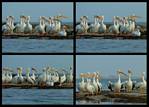 (20) pelican montage.jpg    (1000x720)    266 KB                              click to see enlarged picture